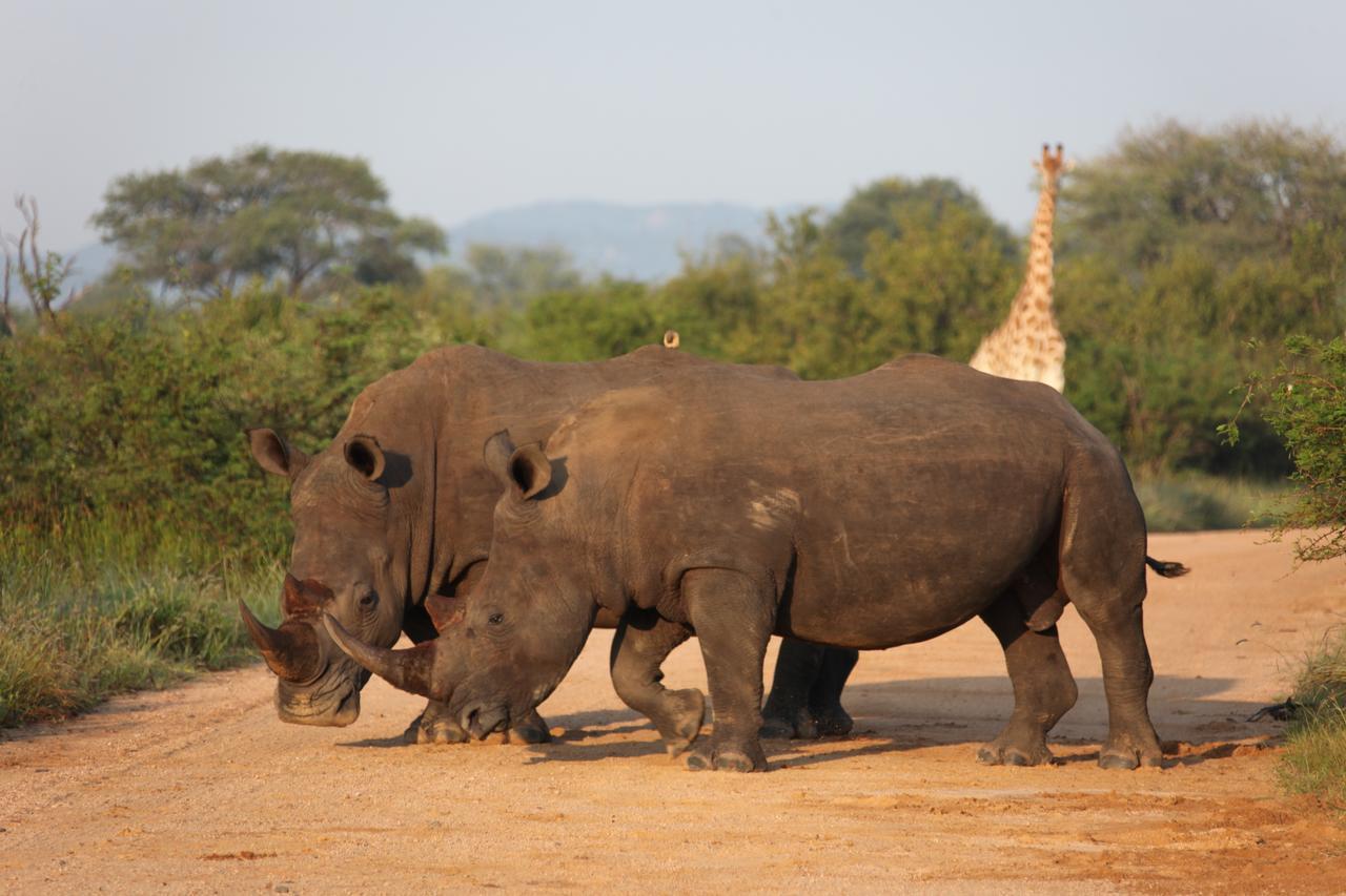 Rhino Ridge Safari Lodge KwaNompondo 외부 사진